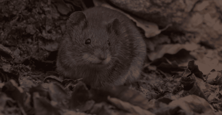 Hero section background Image